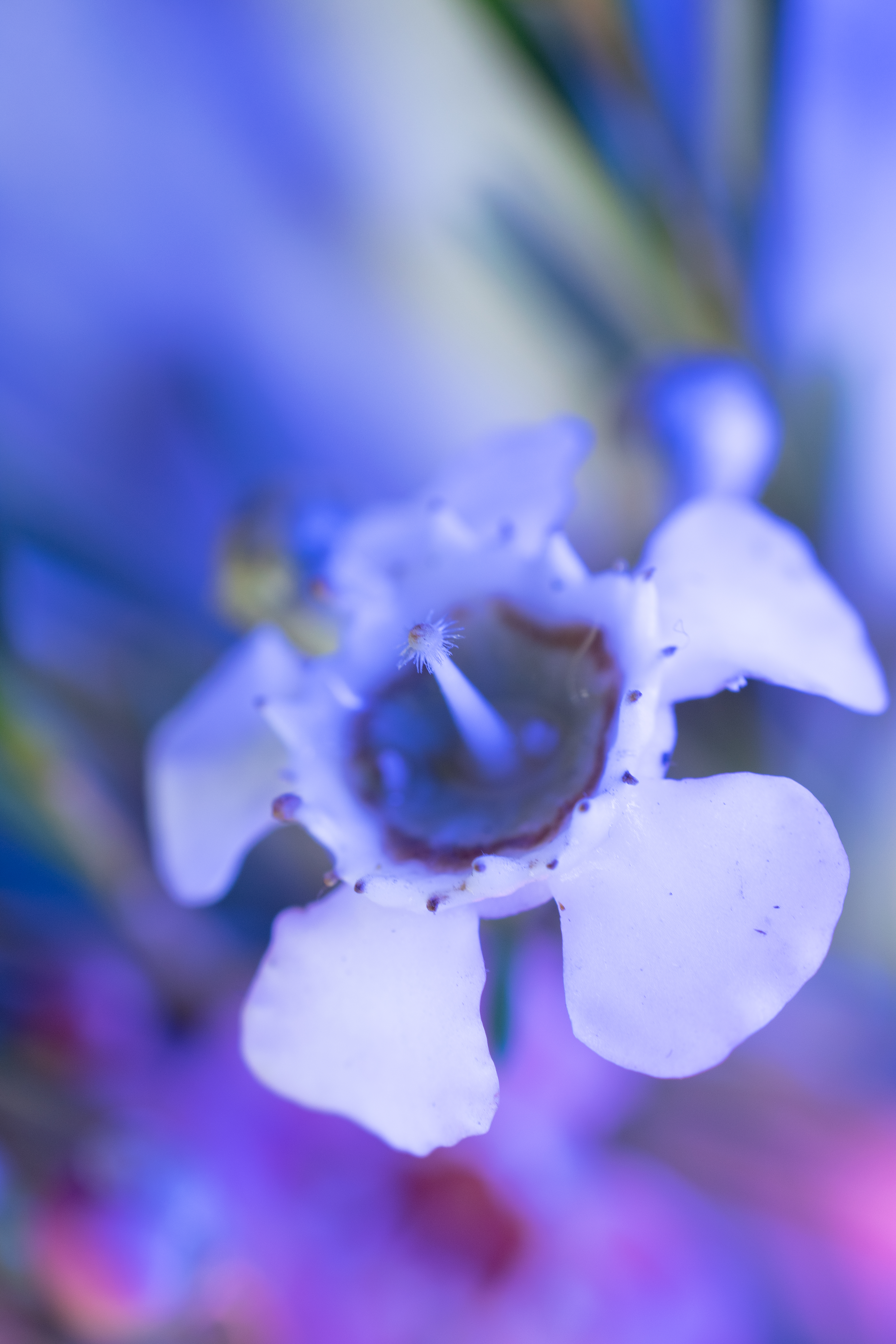 A macro photo photo of a geraldton wax flower with blue lights